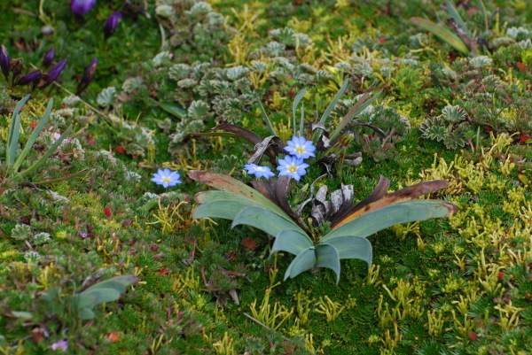 Flowers on Antisana plateau