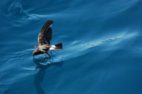 Elliot's Storm-Petrel
