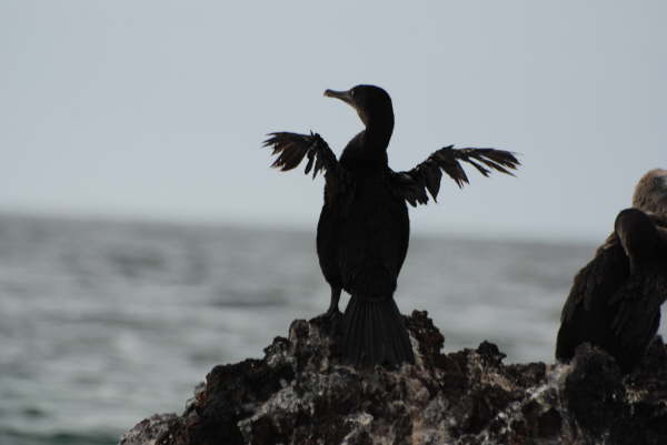 Flightless Cormorant
