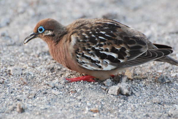 Galapagos Dove