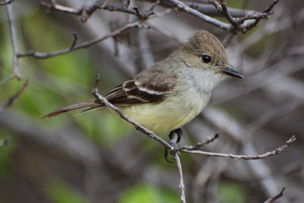 Galapagos Flycatcher