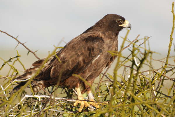 Galapagos Hawk