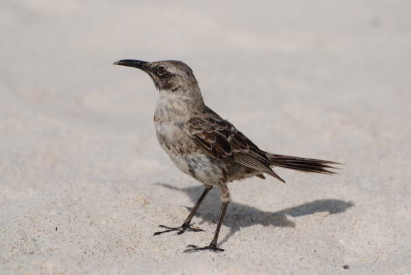 Galapagos Mockingbird