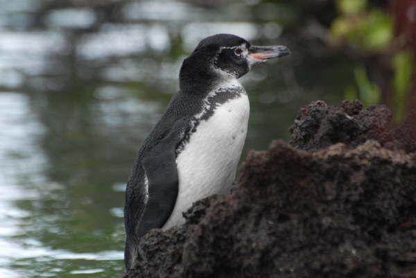 Galapagos Penguin