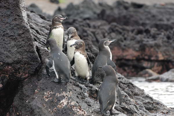 Galapagos penguins