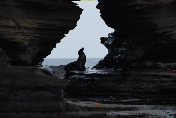 Galapagos sea lion