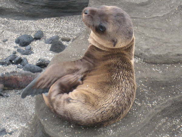 Galapagos sea lion cub