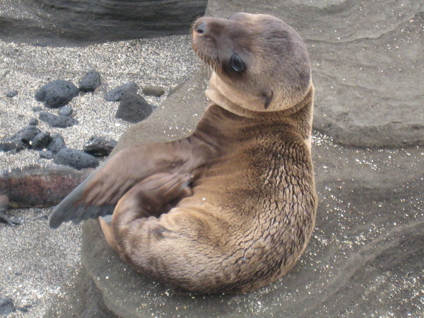 Galapagos sea lion cub