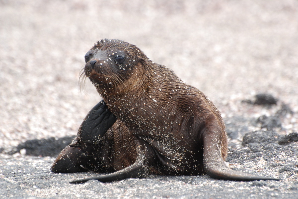 Galapagos sea lion cub