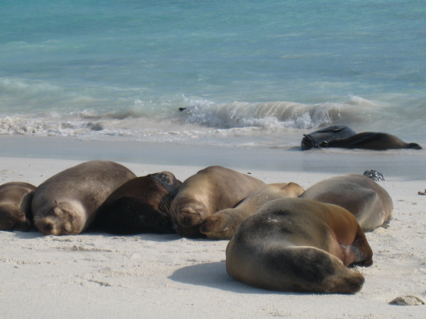 Galapagos sea lions