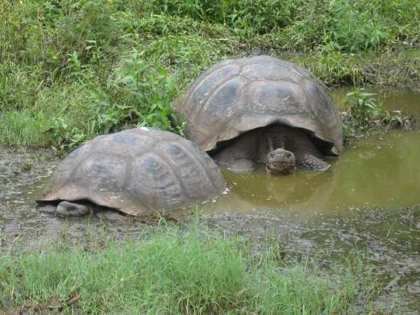 Giant tortoise