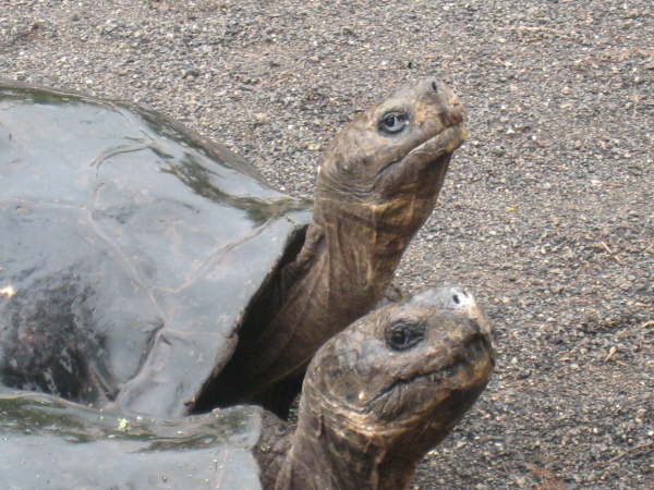 Giant tortoises