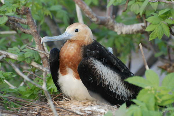 Great Frigatebird