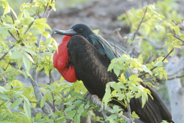 Great Frigatebird