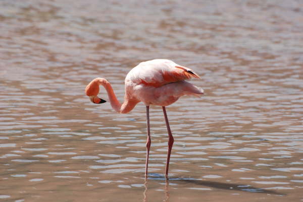 Greater Flamingo