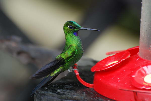 Green-Crowned Brilliant