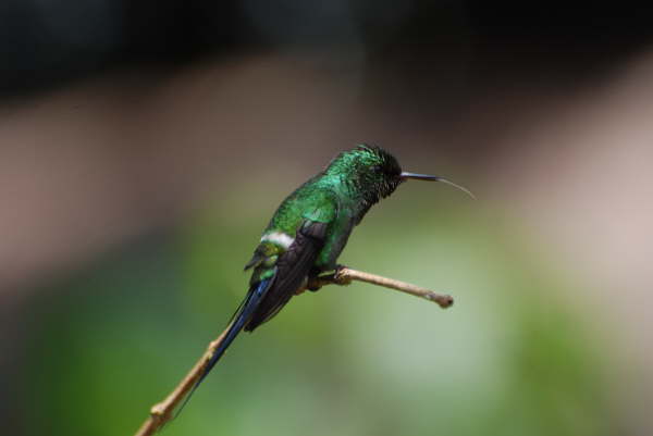 Green Thorntail