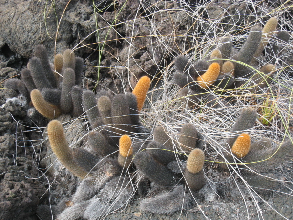 Isabela - Moreno Point