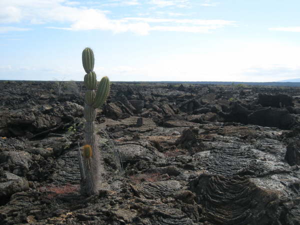 Isabela - Moreno Point