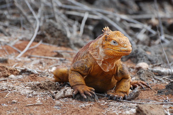 Land iguana