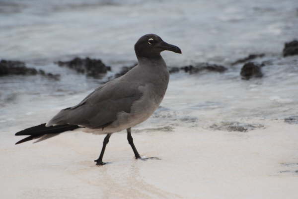Lava Gull