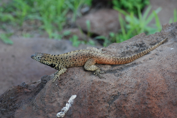 Lava Lizard