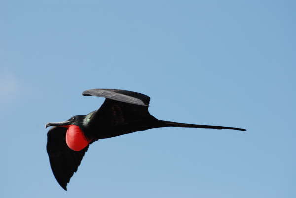 Magnificent Frigatebird