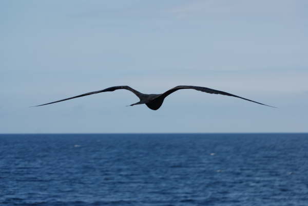 Magnificent Frigatebird