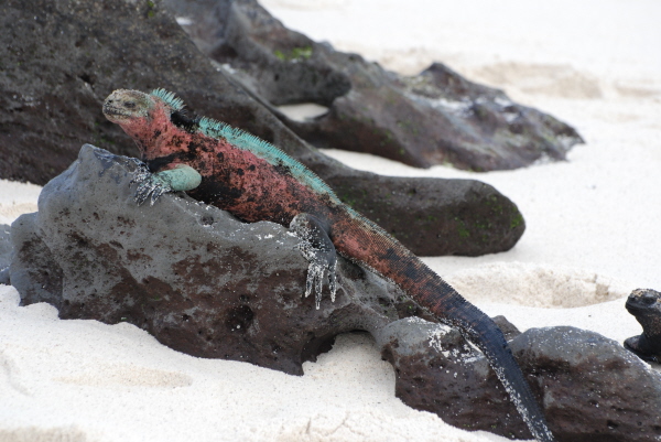 Marine Iguana