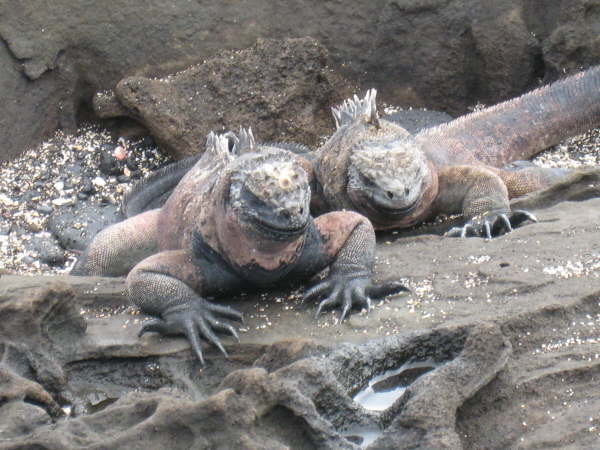 Marine Iguanas