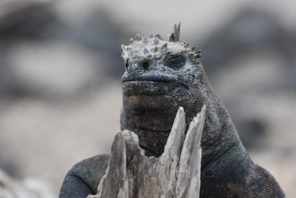 Marine iguana