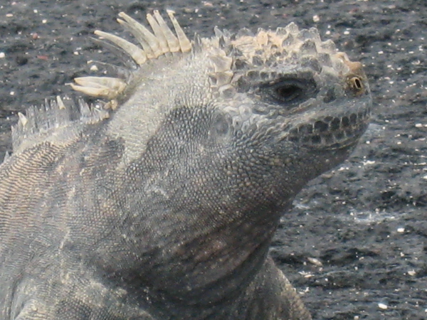 Marine iguana (last photo in this section)