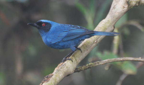 Masked Flowerpiercer