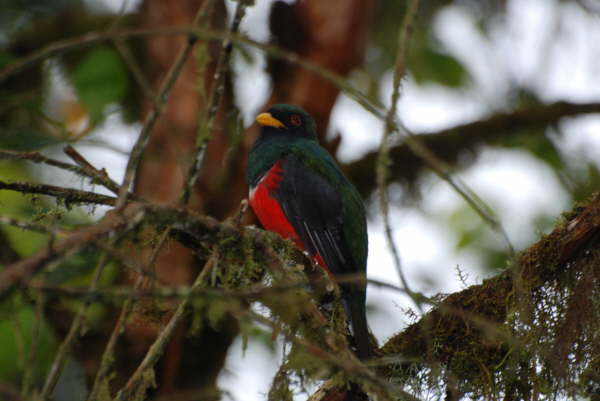 Masked Trogon