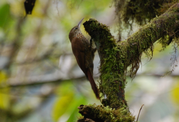 Montane Woodcreepter