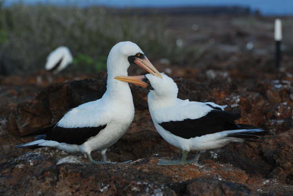 Nazca Boobies