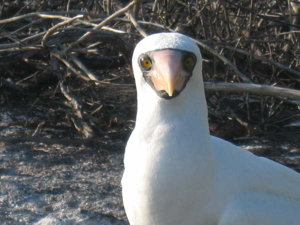 Nazca Booby
