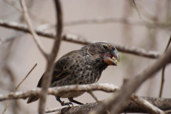 One of the Darwin's Finches