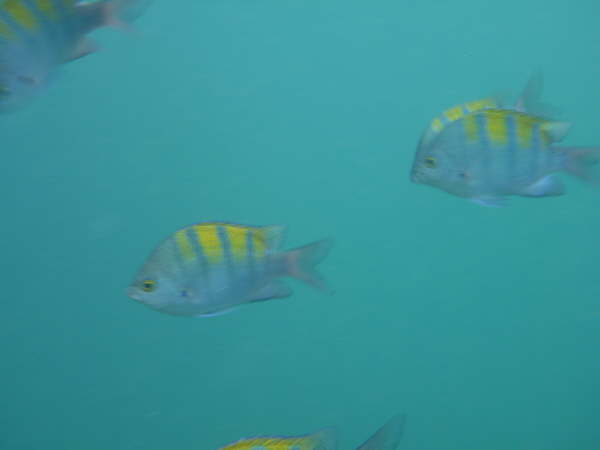 Panamic sergeant major