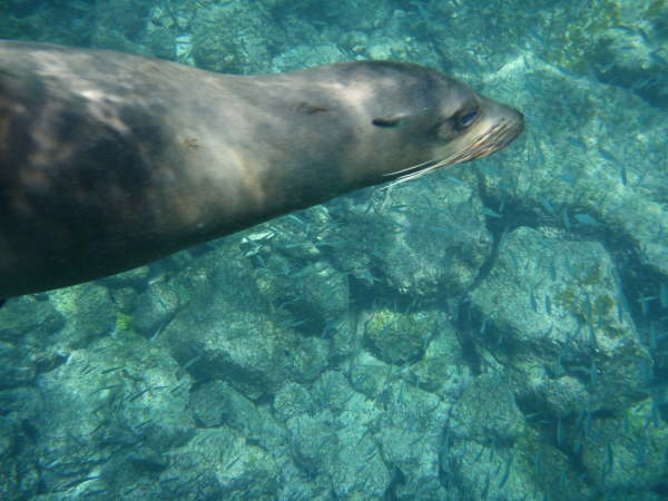 Swimming with a sea lion