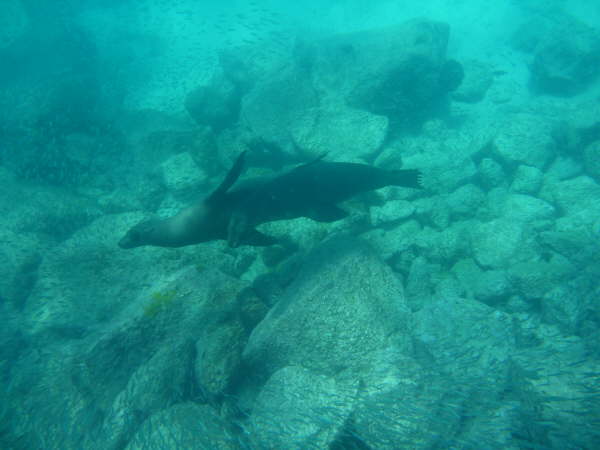 Galapagos sea lions