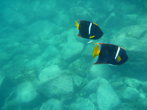 King angelfish