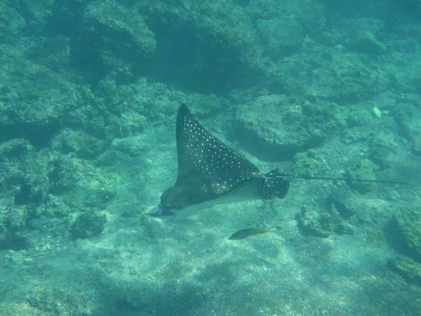 Spotted eagle ray