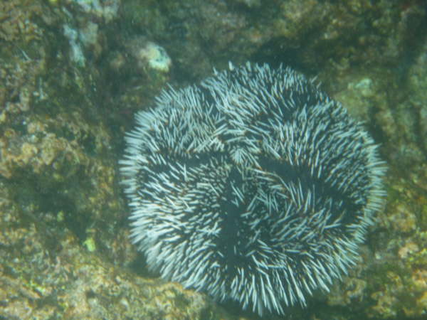 White sea urchin