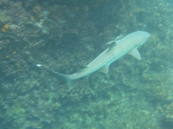 White-tipped reef shark