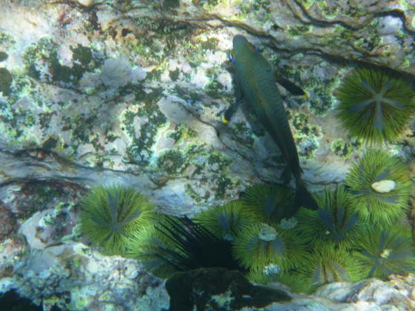 Green sea urchins