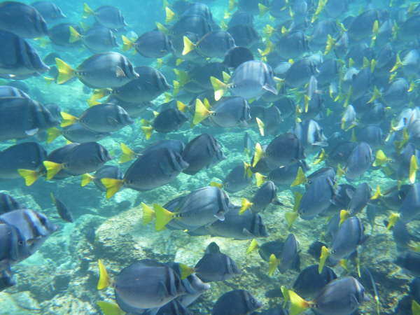 Yellowtailed surgeonfish