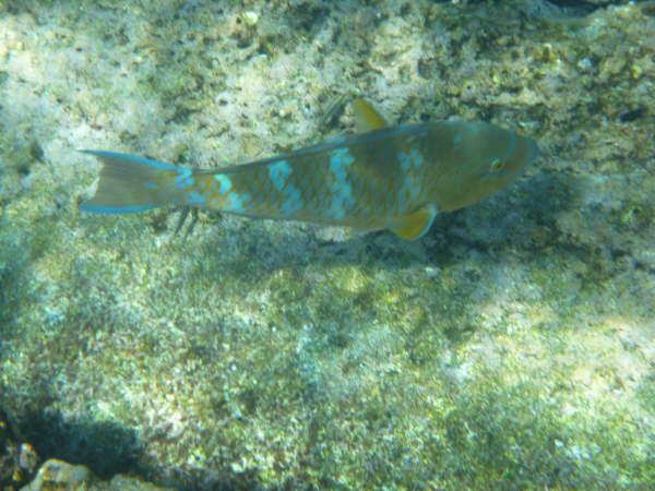Blue-chin parrotfish (f)