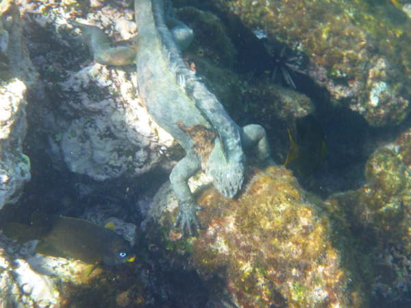 Marine iguana feeding
