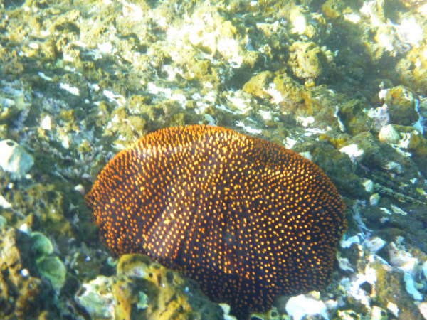 Sea urchin (sp)